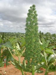 Foto: Arquivo Embrapa Algodão