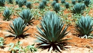 Foto: Arquivo - Embrapa Algodão